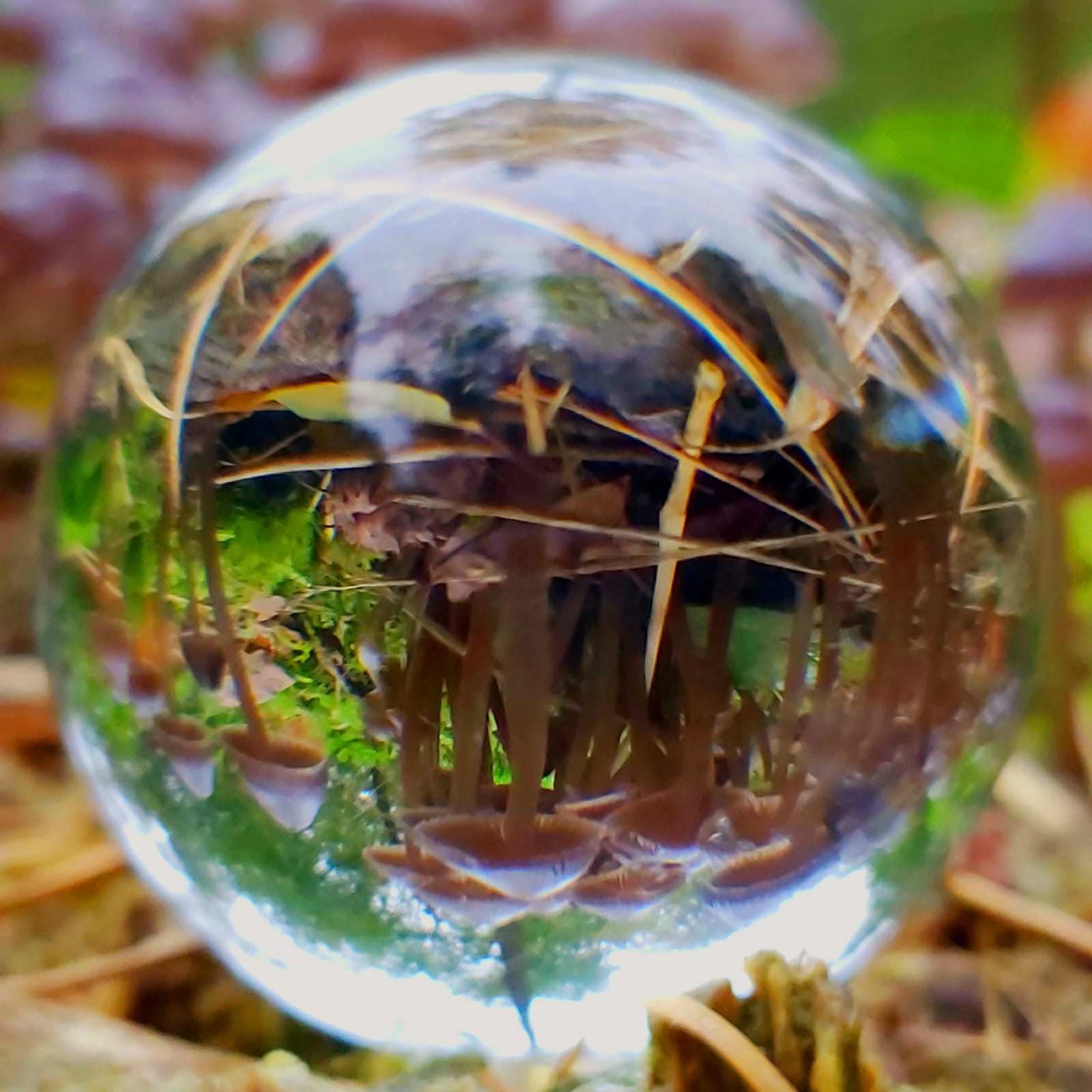 Lensbol - Maryla Dienstverlening